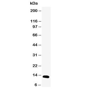 Western blot testing of pS2 antibody and human MCF-7 cell lysate. Predicted molecular weight ~12 kDa.