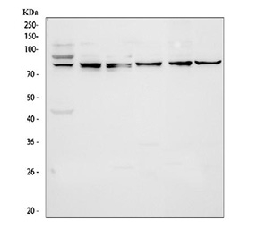 Western blot testing of 1) human A549, 2) human Jurkat, 3) human HEL, 4) rat testis, 5) mouse testis and 6) mouse thymus tissue lysate with STAT4 antibody. Predicted molecular weight: ~86 kDa.
