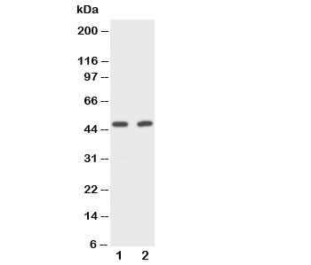 Western blot testing of CD2 antibody and Lane 1:  rat spleen;  2: mouse NIH3T3 cell lysate