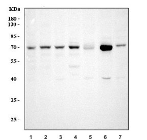 Western blot testing of 1) human HeLa, 2) human A549, 3) human Jurkat, 4) human HepG2, 5) rat testis, 6) mouse testis and 7) mouse NIH 3T3 cell lysate with GRP75 antibody. Expected molecular weight: 70~75 kDa.