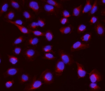 IF/ICC staining of FFPE human U-2 OS cells with GNB1 antibody (red) at 2ug/ml and DAPI nuclear stain (blue). HIER: steam section in pH6 citrate buffer for 20 min.