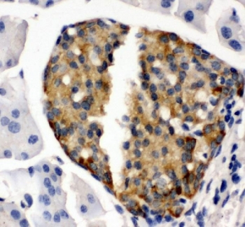 IHC staining of FFPE mouse pancreas tissue with Ibsp antibody. HIER: boil tissue sections in pH6 citrate buffer for 20 min and allow to cool before testing.