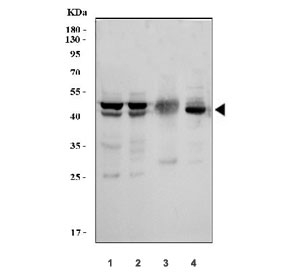 Western blot testing of 1) human HeLa, 2) monkey COS-7, 3) rat skeletal muscle and 4) mouse skeletal muscle tissue lysate with MKK7 antibody. Predicted molecular weight ~47 kDa.
