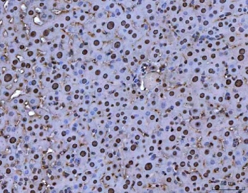 IHC staining of FFPE mouse liver tissue with MYBL2 antibody. HIER: boil tissue sections in pH8 EDTA for 20 min and allow to cool before testing.
