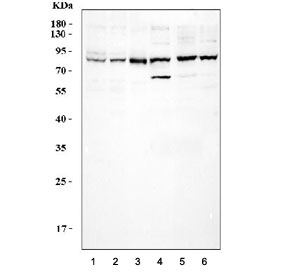 Western blot testing of 1) human HeLa, 2) K562, 3) Ramos, 4) rat brain, 5) mouse brain and 6) mouse NIH 3T3 cell lysate with CUL3 antibody.  Expected molecular weight: ~89 kDa.