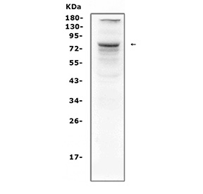 Western blot testing of CRTC1 antibody and human recombinant protein, 29KD with tag;  Lane 1: 10ng;  2: 5ng;  3: 2.5ng