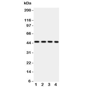Western blot testing of PDK2 antbody on Lane 1: rat heart;  2: HeLa;  3: SW620;  4: MCF-7 cell lysate.  Predicted molecular weight ~46 kDa.
