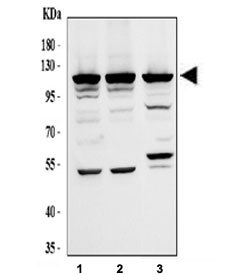 Western blot testing of human 1) A375, 2) K562 and 3) MCF7 cell lysate with EIF3B antibody.  Expected molecular weight ~116 kDa.