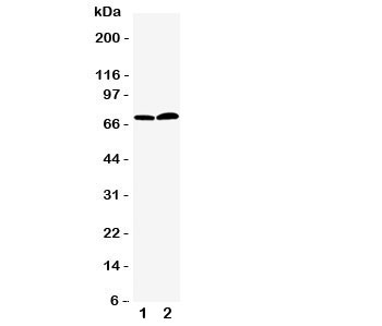 Western blot testing of PAD4 antbody; Lane 1: PANC;  2: 293T cell lysate.  Predicted/observed size ~72KD