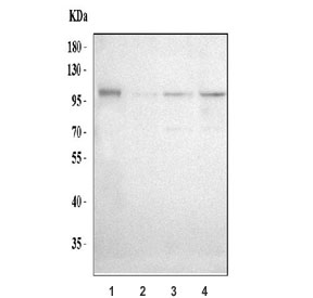 Western blot testing human 1) U-251, 2) SH-SY5Y, 3) U-87 MG and 4) U-2 OS cell lysate.  Predicted molecular weight: ~105/125 kDa (unmodified/glycosylated).