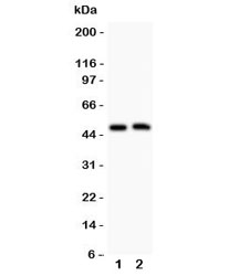 Western blot testing of Aquaporin 0 antibody and Lane 1:  mouse spleen;  2: mouse intestine; Observed size: 28-60KD, depending on level of glycosylation