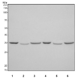 Western blot testing of 1) rat heart, 2) rat skeletal muscle, 3) rat kidney, 4) mouse heart, 5) mouse skeletal muscle and 6) mouse kidney tissue lysate with Taz antibody. Expected/observed molecular weight ~33 kDa.