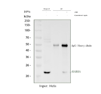 Immunoprecipitation of RAB11A protein from 500ug of human HeLa whole cell lysate with 2ug of RAB11A antibody.