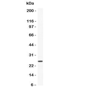 Western blot testing of CNTF antibody and recombinant human protein (0.5ng)