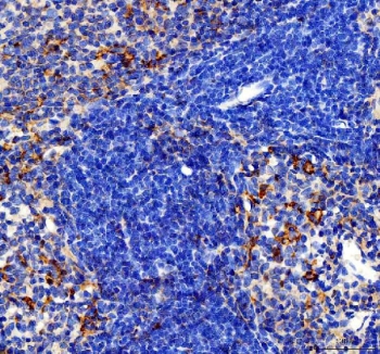 IHC staining of FFPE rat spleen tissue with CCL4 antibody. HIER: boil tissue sections in pH8 EDTA for 20 min and allow to cool before testing.