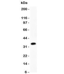 Western blot testing of CCL4 antibody and GST-tagged recombinant rat protein (0.5ng)