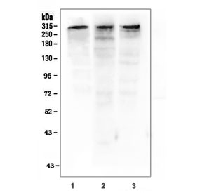 Western blot testing of 1) human COLO-320, 2) rat PC-12 and 3) mouse NIH 3T3 cell lysate with p300 antibody. Predicted molecular weight ~300 kDa.