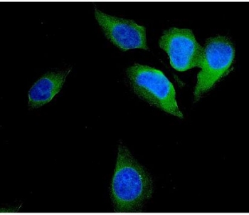 Immunofluorescent staining of FFPE human U-2 OS cells with FHIT antibody (green) and DAPI nuclear stain (blue). HIER: steam section in pH6 citrate buffer for 20 min.