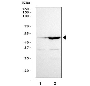 Western blot testing of human 1) 293T and 2) HepG2 cell lysate with GATA5 antibody. Predicted molecular weight: ~41kDa.