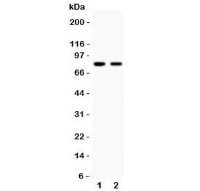 Western blot testing of MFN2 antibody and human samples 1:  HeLa;  2: A549.  Predicted molecular weight ~86 kDa.
