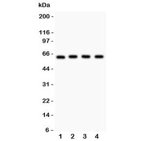 Western blot testing of RELA antibody and Lane 1: rat PC12;  2: (r) NRK;  3: mouse HEPA;  4: (m) NIH3T3 lysate. Expected molecular weight ~65 kDa.