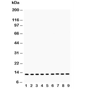 Western blot testing of Cytochrome C antibody and Lane 1:  rat brain;  2: mouse brain;  3: (r) heart;  4: (m) heart;  5: human U87;  6: (m) Neuro-2a;  7: (h) HeLa;  8: (h) Jurkat;  9: (h) placenta lysate. Predicted molecular weight: 12~14 kDa.