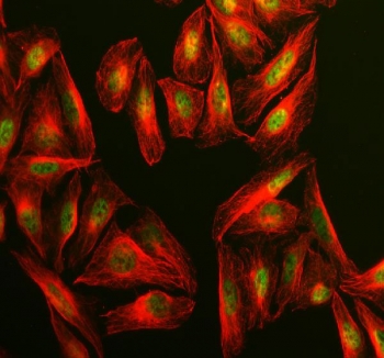 Immunofluorescent staining of FFPE human U-2 OS cells with CLOCK antibody (green) and Alpha Tubulin mAb (red). HIER: steam section in pH6 citrate buffer for 20 min.