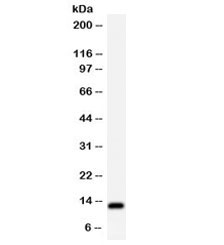 Western blot testing of HeLa cell lysate with TFF1 antibody. Expected/observed molecular weight ~12 kDa.