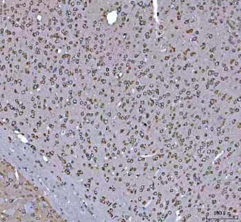 IHC staining of FFPE mouse brain tissue with GRP78 antibody. HIER: boil tissue sections in pH8 EDTA for 20 min and allow to cool before testing.