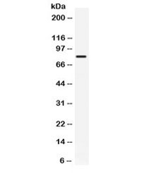 Western blot testing of human HeLa cell lysate with GRP78 antibody. Predicted molecular weight: ~73 kDa, but routinely observed at 70-78 kDa.