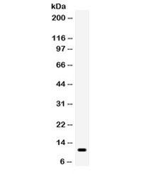 Western blot testing of human HUT cell lysate with CCL5 antibody. Expected/observed molecular weight ~11 kDa.