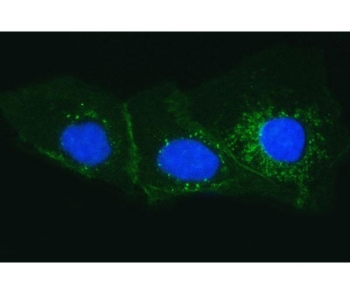 Immunofluorescent staining of FFPE human A431 cells with Tissue Factor antibody (green) and DAPI nuclear stain (blue). HIER: steam section in pH6 citrate buffer for 20 min.