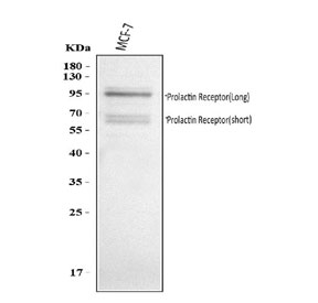 Western blot testing of human MCF7 cell lysate with PRLR antibody. Expected molecular weight: 70-117 kDa depending on glcosylation level.