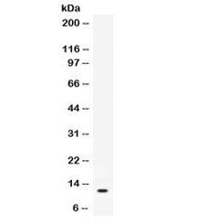 Western blot testing of human recombinant protein with CXCL2 antibody.