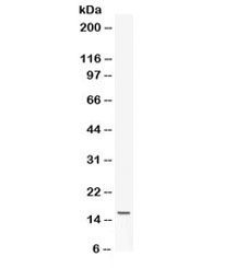Western blot testing of mouse NIH3T3 cell lysate with Leptin antibody. Expected/observed molecular weight ~16 kDa.