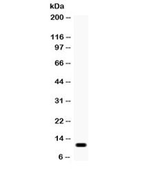 Western blot testing of human HeLa cell lysate with CCL11 antibody. Expected/observed molecular weight ~11 kDa.