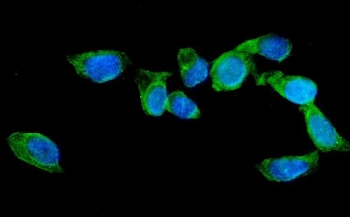Immunofluorescent staining of FFPE human U-2 OS cells with AGFG1 antibody (green) and DAPI nuclear stain (blue). HIER: steam section in pH6 citrate buffer for 20 min.