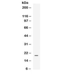 Western blot testing of human MCF7 cell lysate with EG-VEGF antibody. Expected molecular weight ~12 kDa, observed here at ~20 kDa.