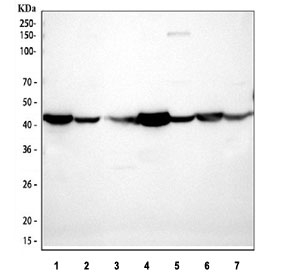 Western blot testing of 1) rat heart, 2) rat brain, 3) rat kidney, 4) mouse heart, 5) mouse brain, 6) mouse spleen and 7) mouse kidney tissue lysate with anti-Actin antibody. Expected molecular weight: 42-45 kDa.