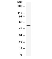 Western blot testing of mouse HEPA cell lysate with Nucb2 antibody. Predicted molecular weight ~50 kDa.