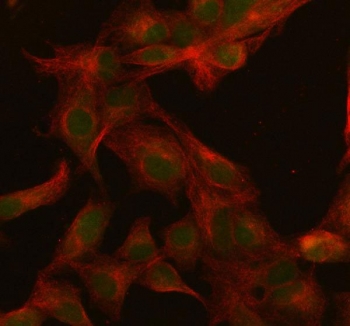 Immunofluorescent staining of FFPE human A549 cells with SFRS3 antibody (green) and Beta Tubulin mAb (red). HIER: steam section in pH6 citrate buffer for 20 min.