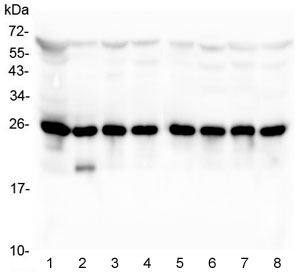 Western blot testing of human 1) PC-3, 2) HEK293, 3) Jurkat, 4) Caco-2, 5) U-2 OS, 6) HepG2, 7) HeLa and 8) A549 lysate with BAK antibody. Expected molecular weight ~23 kDa.