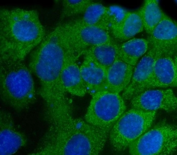 Immunofluorescent staining of FFPE human A431 cells with SSH3BP1 antibody (green) and DAPI nuclear stain (blue). HIER: steam section in pH6 citrate buffer for 20 min.