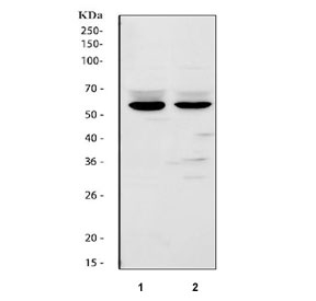 Western blot testing of 1) rat lung and 2) mouse lung tissue lysate with FMO2 antibody. Predicted molecular weight ~54 kDa.
