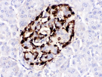 IHC testing of FFPE human pancreas with VIP antibody. HIER: Boil the paraffin sections in pH 6, 10mM citrate buffer for 20 minutes and allow to cool prior to testing.