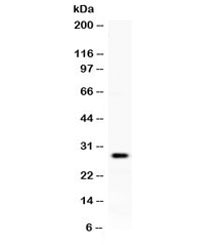 Western blot testing of human placenta lysate with KLK8 antibody at 0.5ug/ml. Expected molecular weight ~28 kDa.