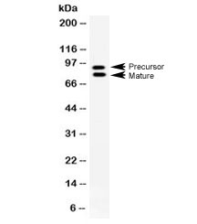 Western blot testing of rat NRK cell lysate with MMP-9 antibody at 0.5ug/ml. Predicted molecular weight: 92/67-80 kDa (precursor/mature forms).