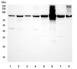 Western blot testing of 1) human HeLa, 2) human U-87 MG, 3) human Jurkat, 4) human HepG2, 5) rat brain, 6) rat skeletal muscle, 7) mouse brain and 8) mouse skeletal muscle tissue lysate with Aconitase 2 antibody. Predicted molecular weight: ~85 kDa.