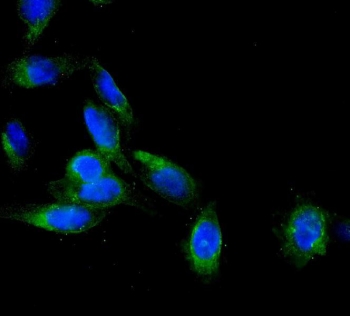 Immunofluorescent staining of FFPE human U-2 OS cells with AEBP2 antibody (green) and DAPI nuclear stain (blue). HIER: steam section in pH6 citrate buffer for 20 min.