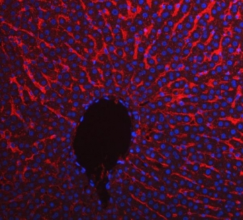 Immunofluorescent staining of FFPE rat liver tissue with Apolipoprotein E antibody (red) and DAPI nuclear stain (blue). HIER: steam section in pH8 EDTA buffer for 20 min.